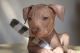 Mexican Hairless Puppies for sale in Altadena, CA 91001, USA. price: $1,000