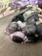 Mexican Hairless Puppies