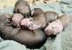 Mexican Hairless Puppies for sale in San Jose, CA, USA. price: $3,000