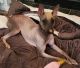 Mexican Hairless Puppies for sale in Pasco, WA 99301, USA. price: $1,500