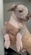 Mexican Hairless Puppies for sale in Corona, CA 92879, USA. price: $1,200
