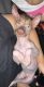Mexican Hairless Puppies for sale in Providence, RI 02906, USA. price: $5,000