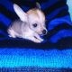 Mexican Hairless Puppies for sale in Hialeah, FL, USA. price: NA
