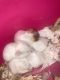Mice Rodents for sale in Las Vegas, NV 89169, USA. price: $5