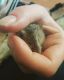 Mice Rodents for sale in Aurora, CO, USA. price: $20