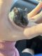 Mice Rodents for sale in San Antonio, TX, USA. price: $15