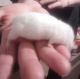 Mice Rodents for sale in Bradenton, FL, USA. price: $10