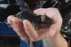Mice Rodents for sale in Charleston, SC, USA. price: NA