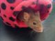 Mice Rodents for sale in Honolulu, HI, USA. price: NA