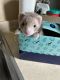 Micro Ferret Rodents for sale in W Absecon Blvd, Absecon, NJ 08201, USA. price: $400