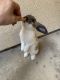 Mini Lop Rabbits for sale in Houston, TX 77042, USA. price: $150