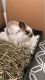 Mini Lop Rabbits for sale in Tallahassee, FL, USA. price: $80