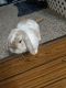 Mini Lop Rabbits for sale in Gresham, OR, USA. price: $200