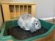 Mini Lop Rabbits for sale in Wichita, KS 67226, USA. price: $100