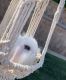 Mini Lop Rabbits for sale in Santa Susana, CA 93063, USA. price: $200