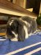 Mini Lop Rabbits for sale in 4222 Perrine Pl, Grand Prairie, TX 75052, USA. price: NA