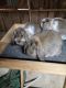 Mini Lop Rabbits for sale in Peaster, TX 76088, USA. price: $50