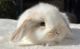 Mini Lop Rabbits for sale in Los Angeles, CA, USA. price: NA
