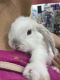 Mini Lop Rabbits for sale in Miami, FL, USA. price: NA