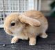 Mini Lop Rabbits for sale in Skokie, Illinois. price: $70
