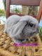 Mini Lop Rabbits for sale in Inverness, Florida. price: $35