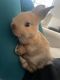 Mini Lop Rabbits for sale in Reading, PA, USA. price: $10