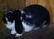 Mini Lop Rabbits for sale in Bellefontaine, OH 43311, USA. price: NA
