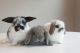 Mini Lop Rabbits for sale in Modesto, CA, USA. price: $100