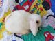 Mini Lop Rabbits for sale in Floral City, FL 34436, USA. price: $25