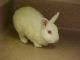 Mini Lop Rabbits for sale in Woodstock, GA, USA. price: NA