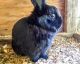 Mini Lop Rabbits for sale in Diamond Springs, CA, USA. price: $20