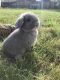 Mini Lop Rabbits for sale in Murrieta, CA, USA. price: $100