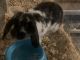 Mini Lop Rabbits for sale in Palmdale, CA, USA. price: $200