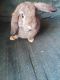 Mini Lop Rabbits for sale in Stone Mountain, GA, USA. price: NA