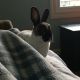 Mini Rex Rabbits for sale in East Petersburg, PA, USA. price: $85