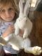 4 baby white Rex rabbits, good home needed