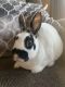 Mini Rex Rabbits for sale in Bath, PA 18014, USA. price: $30