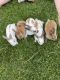 Mini Rex Rabbits for sale in Black Creek, WI 54106, USA. price: NA