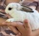 Mini Rex Rabbits for sale in Hagerstown, MD 21742, USA. price: NA