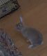 Mini Rex Rabbits for sale in Orlando, FL, USA. price: NA