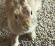 Mini Rex Rabbits for sale in Fitchburg, WI, USA. price: NA