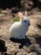 Mini Rex Rabbits for sale in Kirkland, WA, USA. price: NA