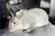 Mini Rex Rabbits for sale in N Jones Blvd & W Lake Mead Blvd, Las Vegas, NV 89108, USA. price: NA
