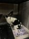 Mini Rex Rabbits for sale in Gloucester, VA 23061, USA. price: NA