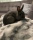Mini Rex Rabbits for sale in North Little Rock, AR, USA. price: NA