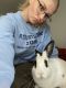 Mini Rex Rabbits for sale in Morgantown, WV, USA. price: NA
