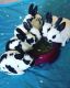 Mini Rex Rabbits for sale in Gilbertsville, PA, USA. price: $75