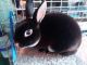 Mini Rex Rabbits for sale in Sandusky, OH 44870, USA. price: NA
