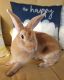 Mini Rex Rabbits for sale in Clayton, North Carolina. price: $125