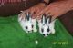 Mini Rex Rabbits for sale in Stone Mountain, GA, USA. price: NA